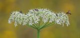 Flower Banquet. Photographer: Craig Mitchell
