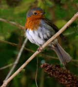 Scruffy Robin. Photographer: Ken Thorn