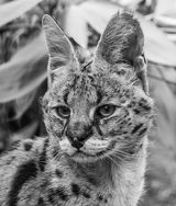 Serval. Photographer: Mandy Clarkson