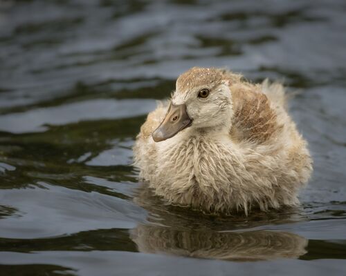 Soggy Egyptian Gosling.  Photographer:  Lorna O'Keefe