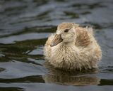 Soggy Egyptian Gosling.  Photographer:  Lorna O'Keefe