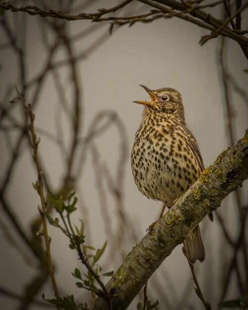 Song Thrush.  Photographer:  Lorna O'Keefe