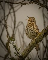 Song Thrush.  Photographer:  Lorna O'Keefe