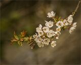 Spring Blossom.  Photographer:  Lorna O'Keefe