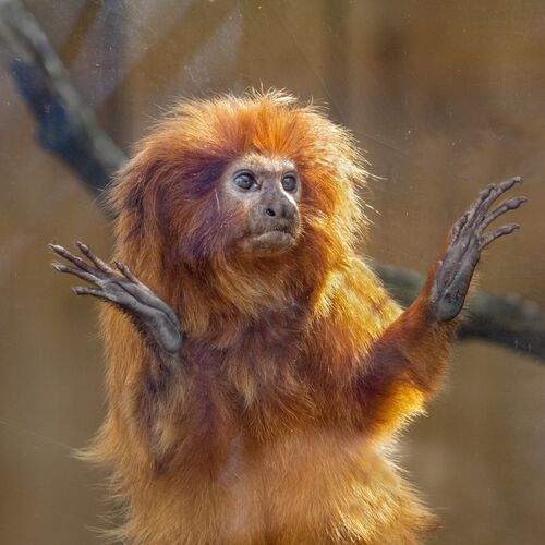 Tamarin Window Gazing.  Photographer:  Lorna O'keefe