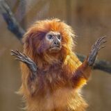 Tamarin Window Gazing.  Photographer:  Lorna O'keefe