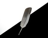 The Feather:  Photographer:  Lorna O'keefe