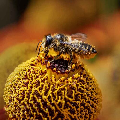 The Hardest Worker.  Photographer:  Lorna O'Keefe