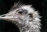 Watching Me, Watching Emu. Photographer: Carol Khorsandyon