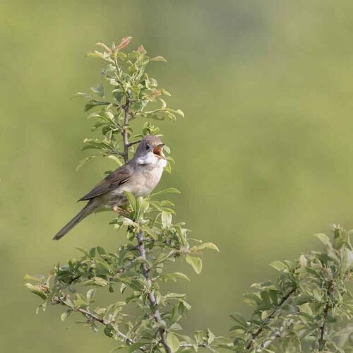 White Throat Singing.  Photographer:  Lorna O'Keefe