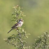 White Throat Singing.  Photographer:  Lorna O'Keefe