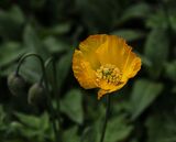 Yellow Poppy. Photographer: Lorna O'Keefe