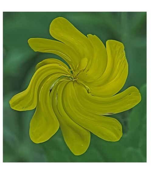 Yellow And Green. Photographer: Pauline Blade
