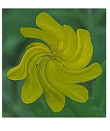 Yellow And Green. Photographer: Pauline Blade