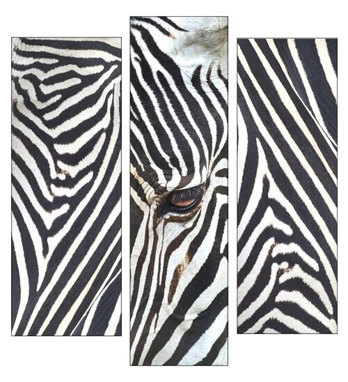 Zebra x 3.  Photographer:  Ornella Walker