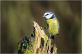 Blue Tit