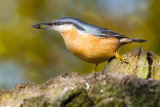 Nuthatch with Sunflower Seeds