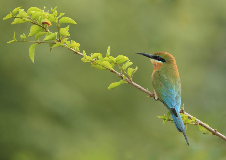 Blue Tailed Bee Eater