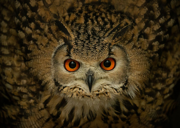 European Eagle Owl
