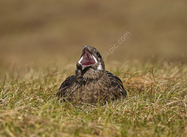 Great Skua Yawning