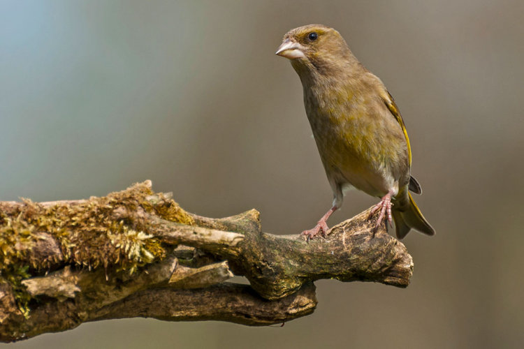 GREENFINCH