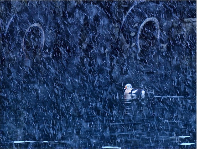 King Eider Sheltering From Snowstorm