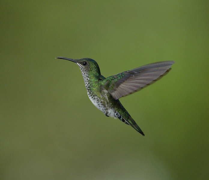 Many Spotted Hummingbird