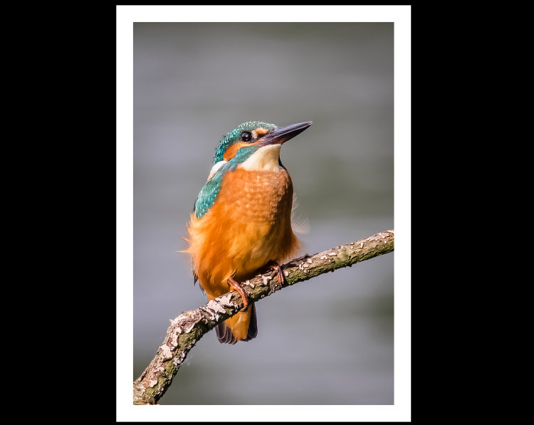 KINGFISHER