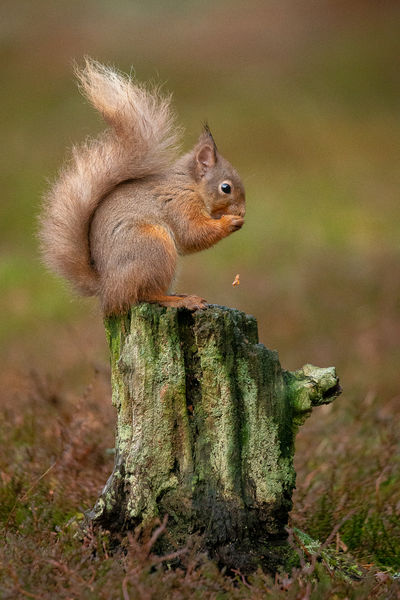 Red Squirrel Cairngorms