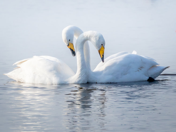 TWO SWANS