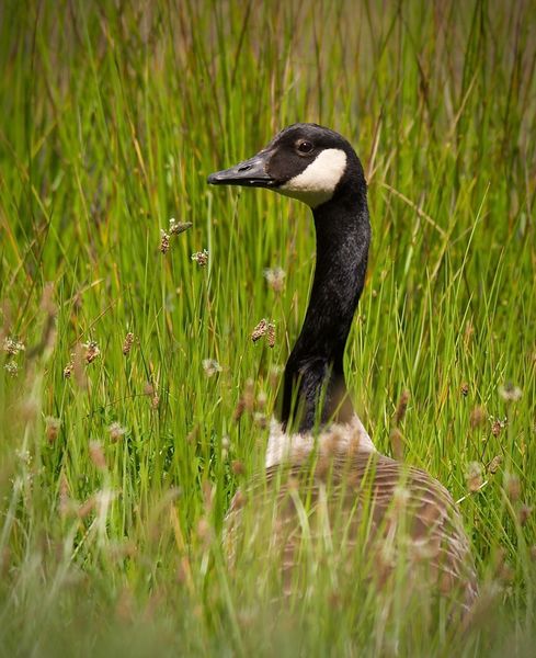 Canada Goose