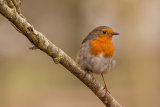 Robin