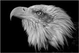 Mono Competition February 2015