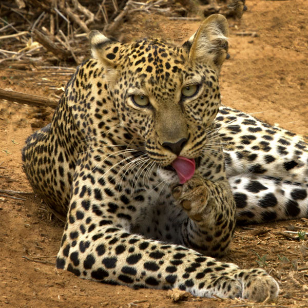 LEOPARD