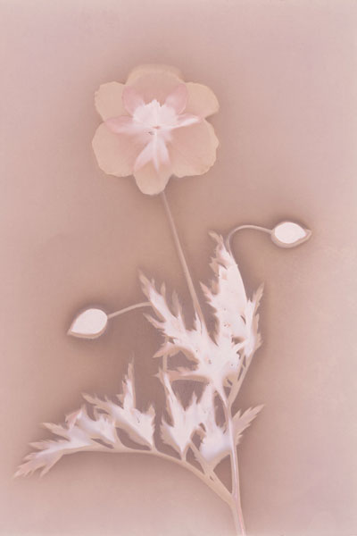 PHOTOGRAM - POPPY
