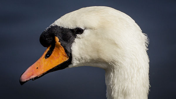 SWAN PROFILE