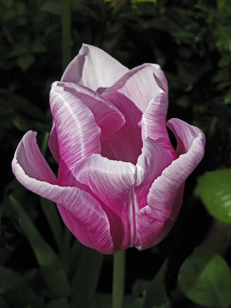 THE PINK TULIP