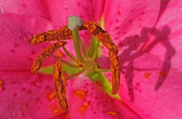 Close-up on Pollen