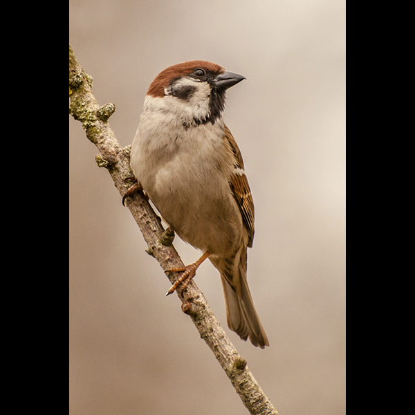 Tree Sparrow