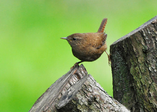 Wren