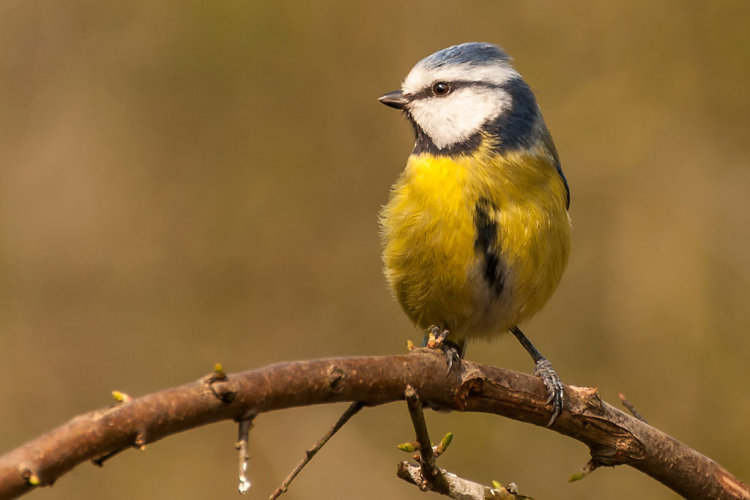 BLUE TIT (CYANISTA CAERULEUS)