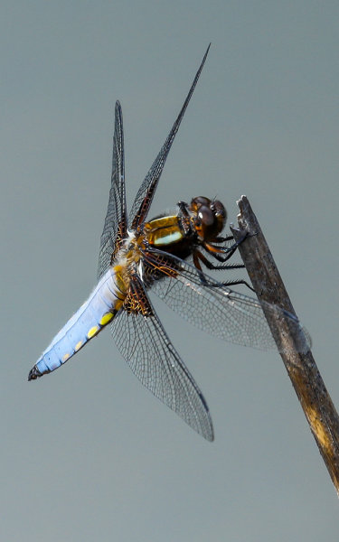 Broad Bodied Chaser