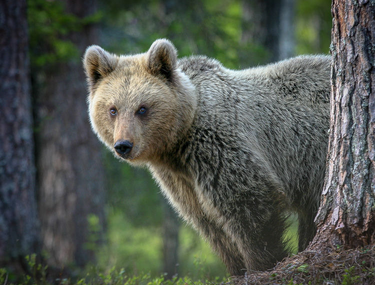 Brown Bear, Finland