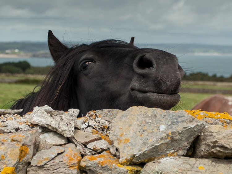 HELLO I'M MR ED