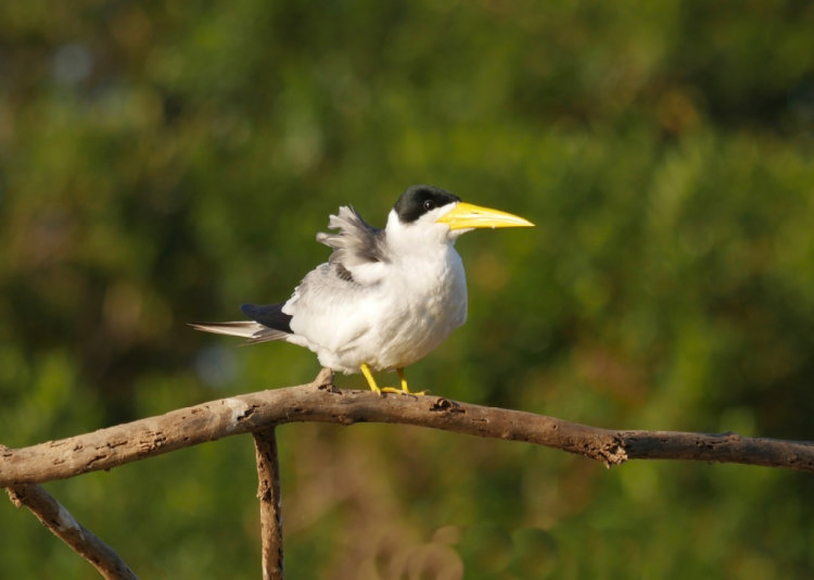 Large Billed Tern