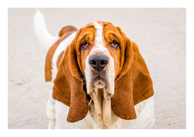 HOUND DOG