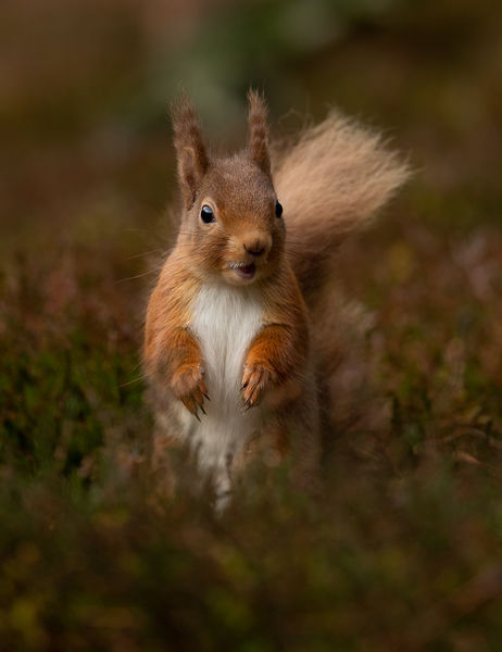 Red Squirrel