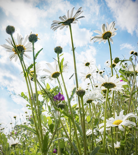 Wild Flower Meadow