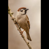 Tree Sparrow