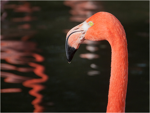 Flamingo